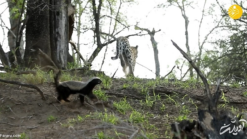 (ویدئو) حمله وحشتناک گورکن عسلخوار به پلنگ